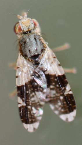 Tephritis formosa